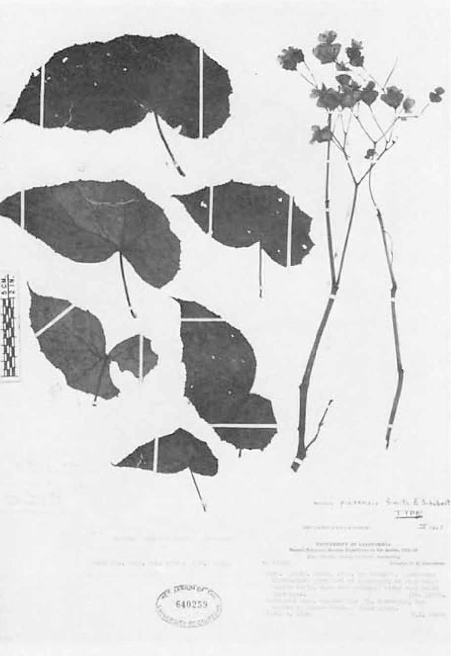B. piurensis